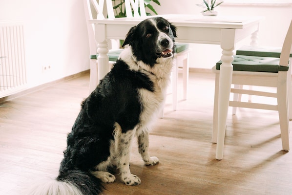 Pet-friendly