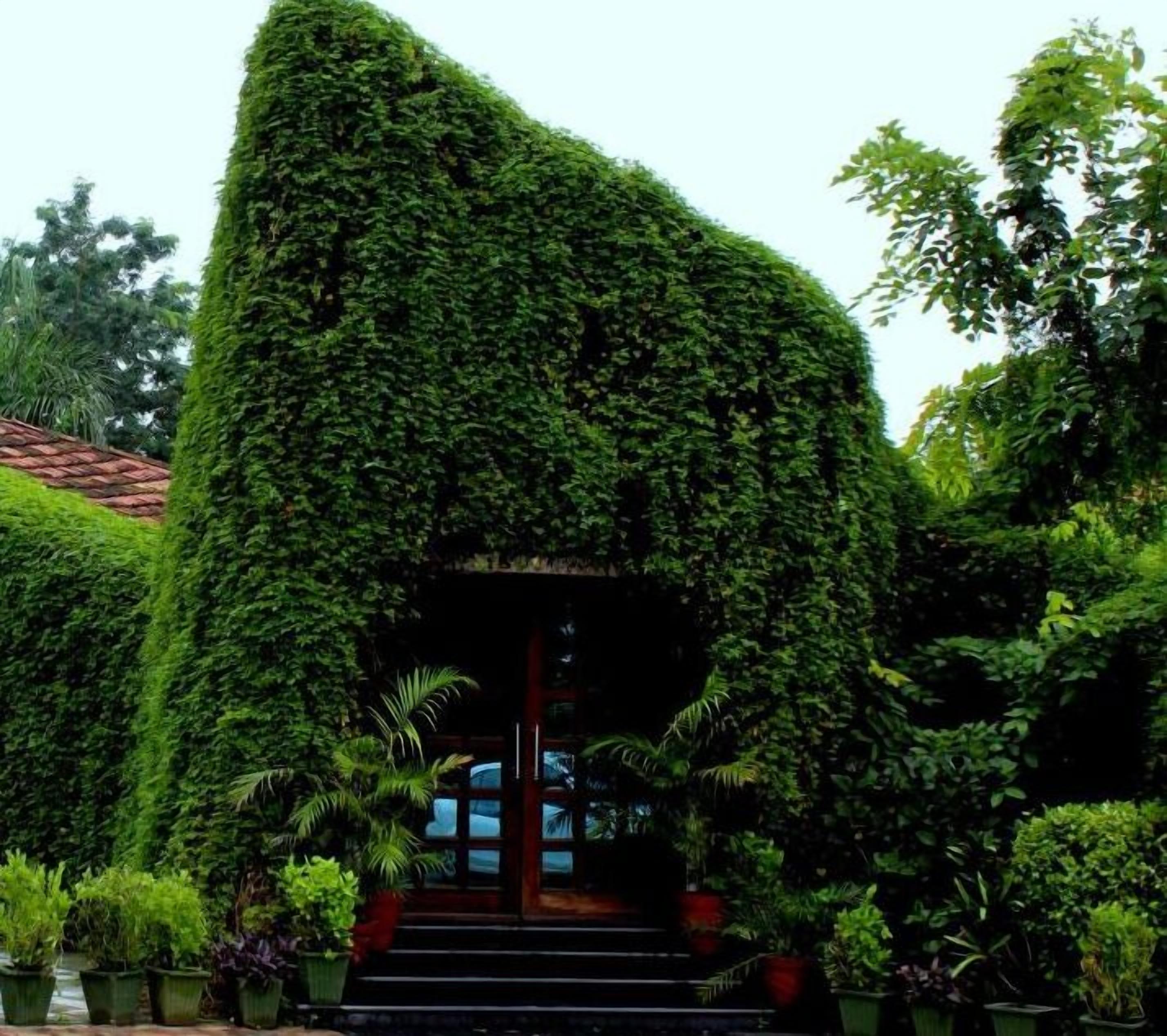 A building with a unique, curved structure covered in lush greenery, surrounded by various potted plants and a staircase leading to the entrance.
