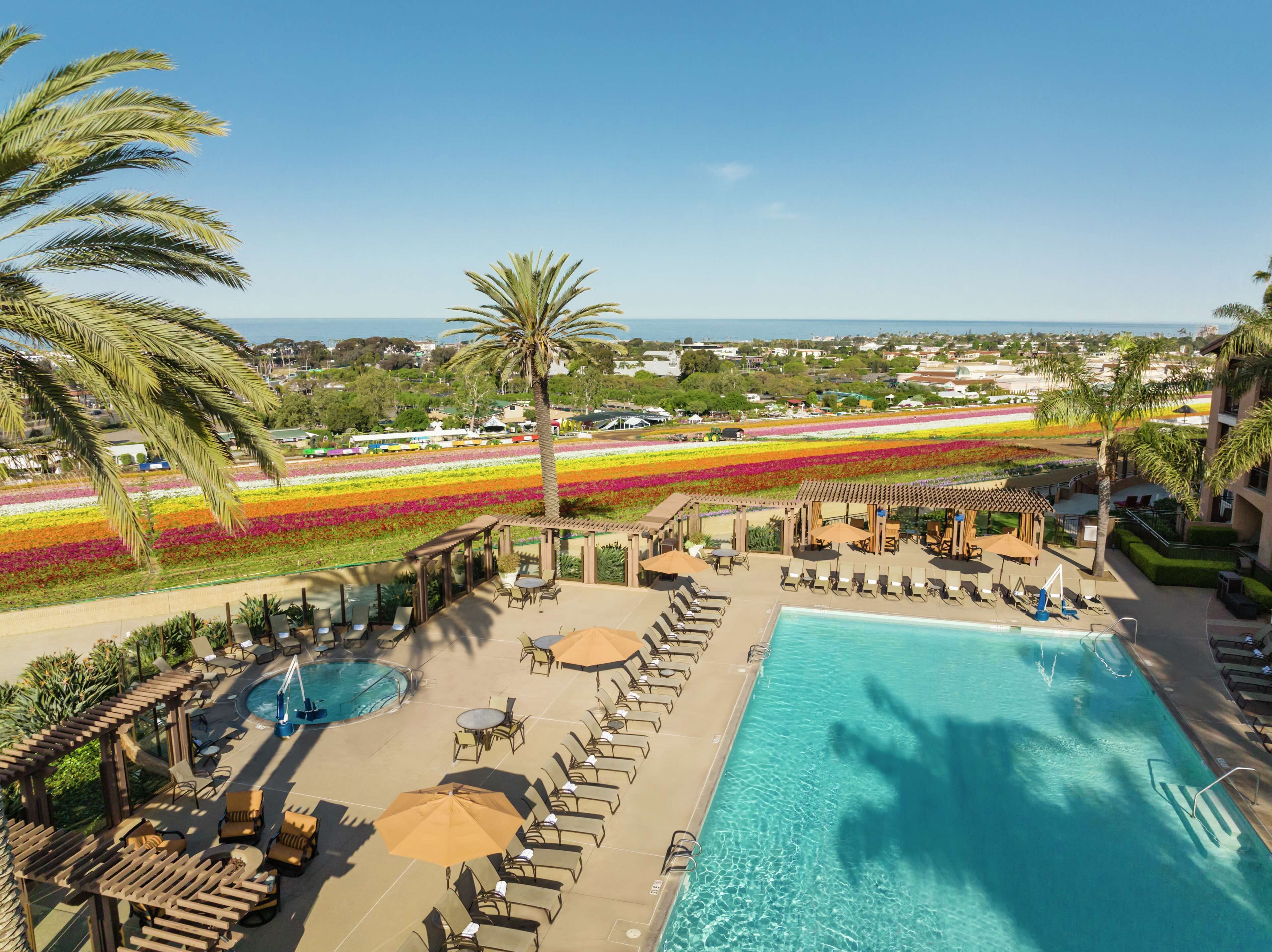 A resort pool area with sun loungers and umbrellas, a clear view of a flower field, and a palm tree.