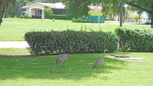 Uma área gramada com duas aves, um arbusto e um edifício ao fundo.