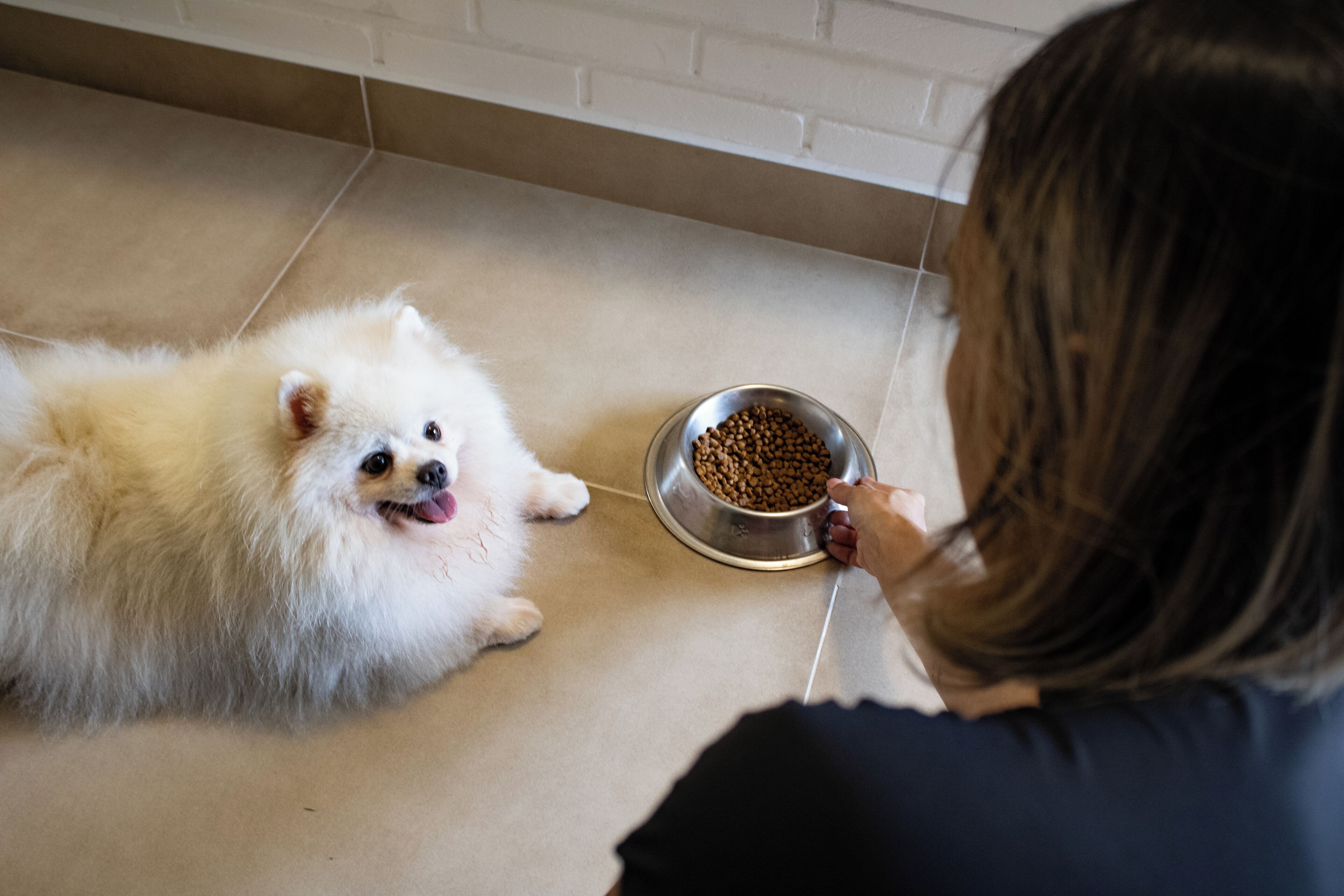 A person feeding a fluffy white dog from a metal bowl on a tiled floor.