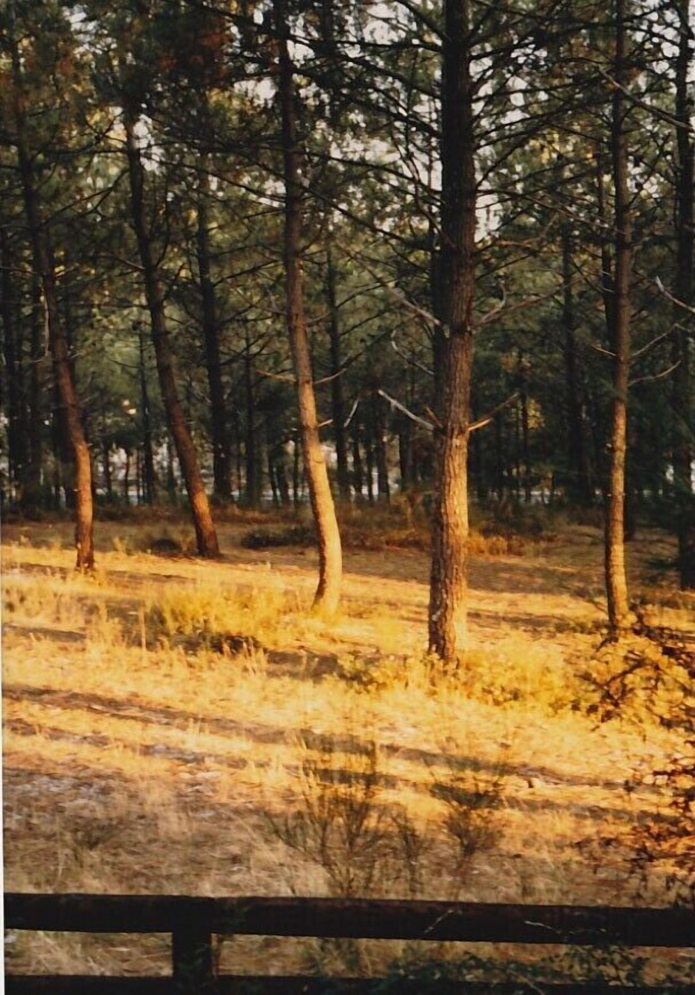 A forested area with tall trees and dry grass.