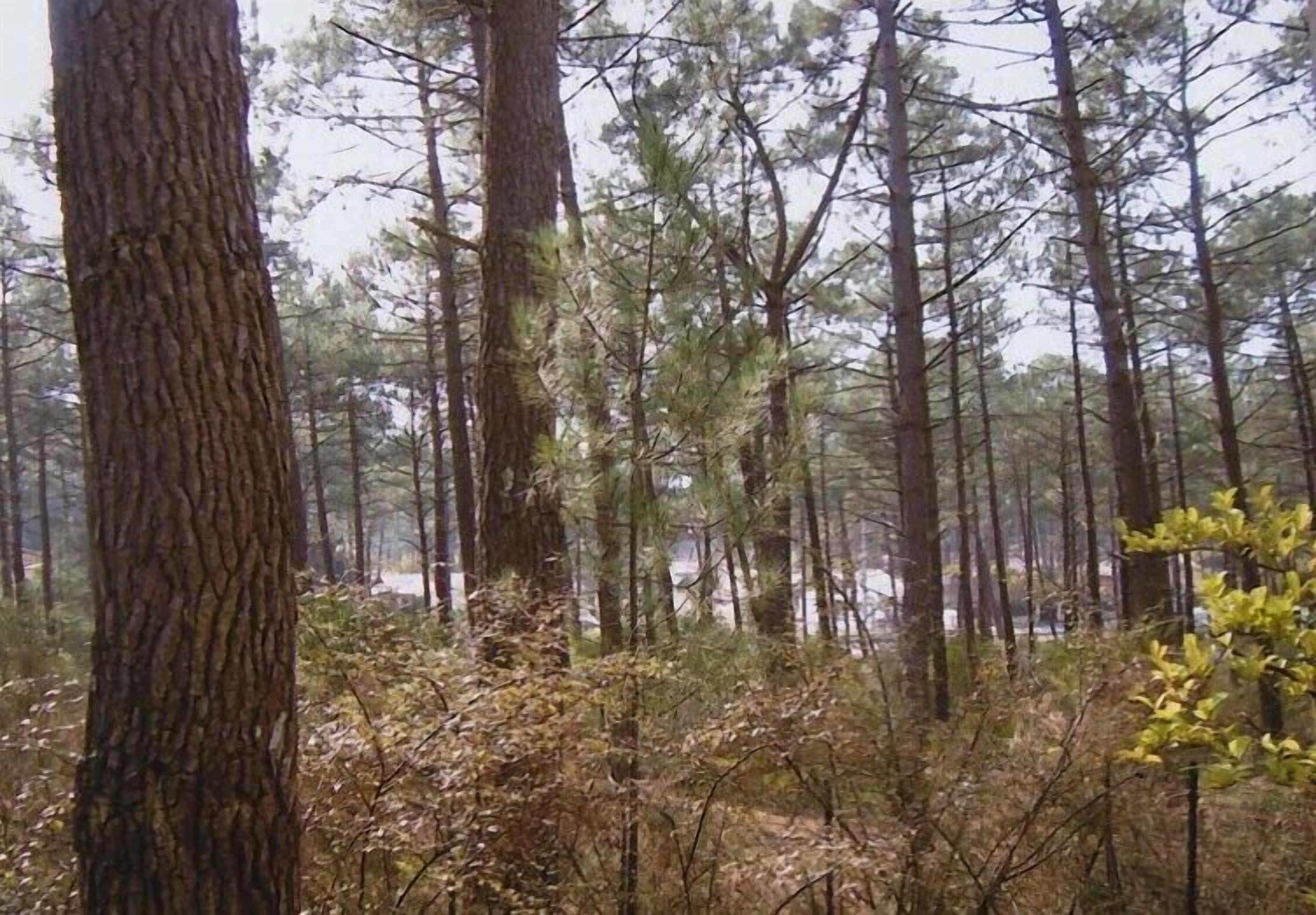 A dense forest with tall pine trees and a variety of underbrush.