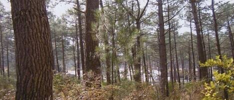 A dense forest with tall pine trees and a variety of underbrush.