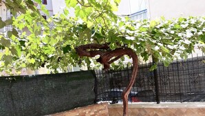 Ein sonniger Außenbereich mit Terrasse, Baum, Sitzgelegenheiten und Fliesenboden.