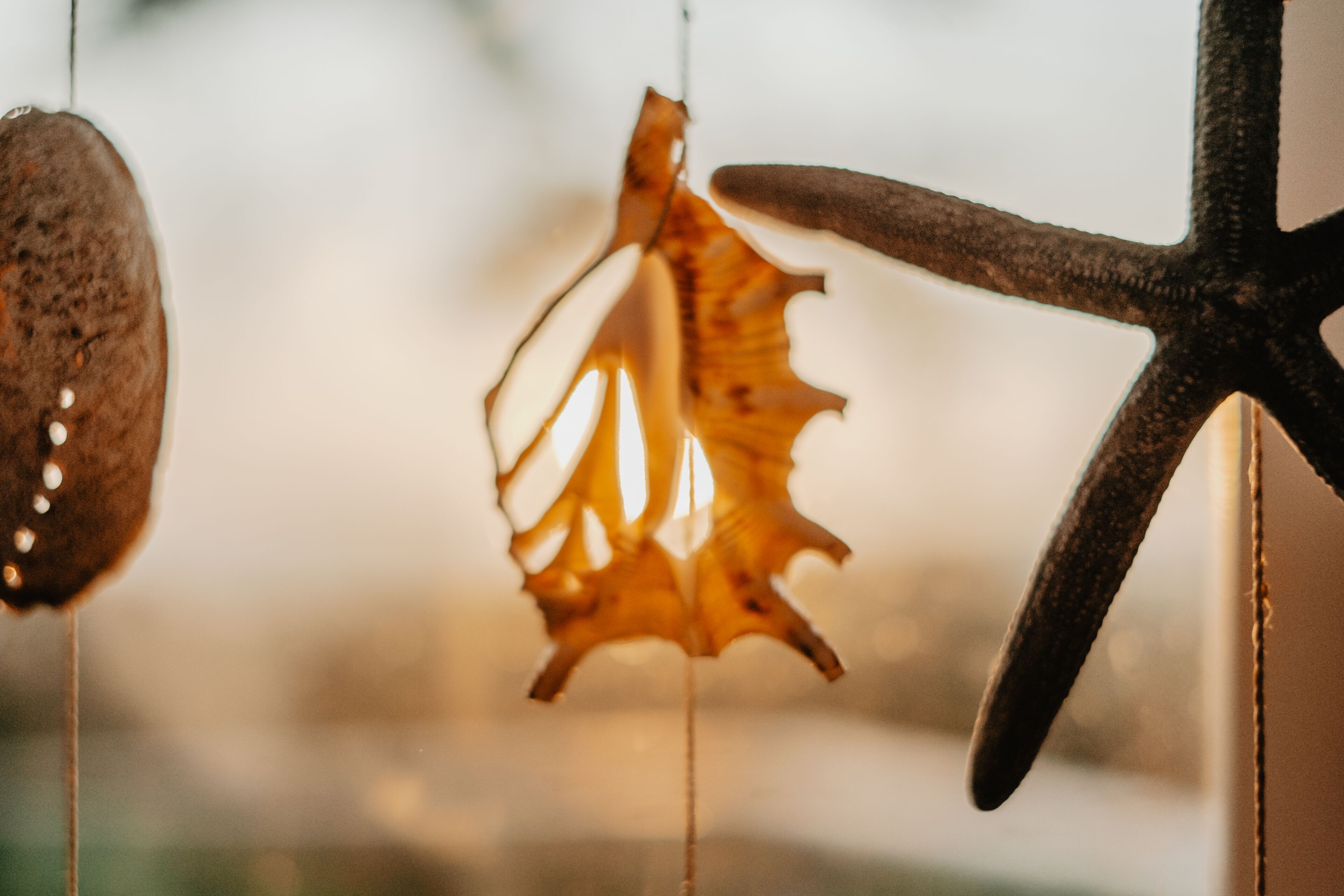 A close-up of a seashell and a starfish hanging from a string.