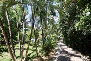Explore the serene surroundings along this well-maintained pathway, lined with lush greenery and tall palm trees.
