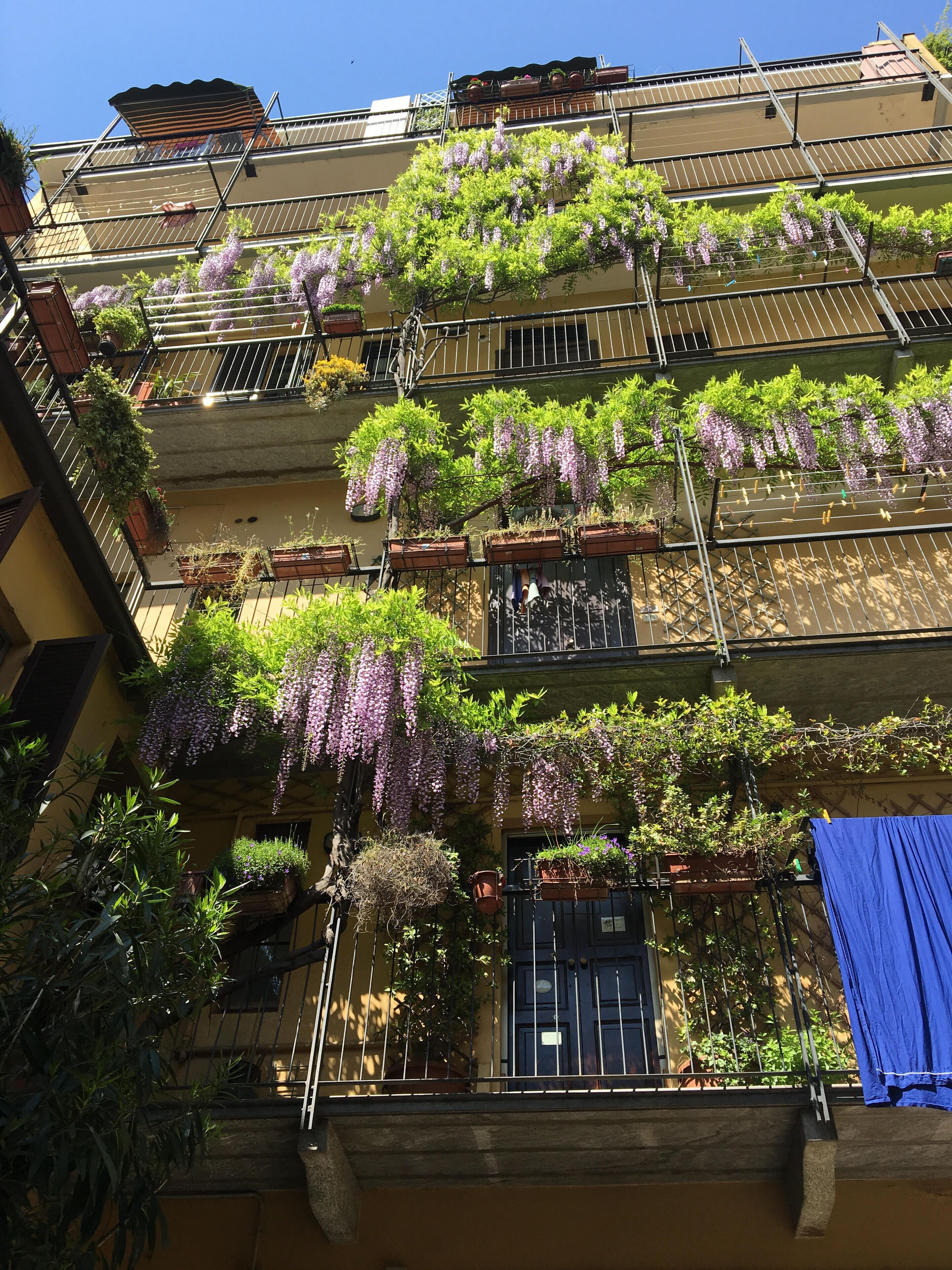 A multi-story building with balconies adorned with hanging purple flowers and potted plants.
