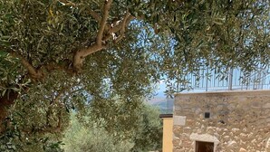 A stone building with a small window, surrounded by olive trees and a gravel path. - An oasis of peace among secular olive trees (San Pietro Infine)