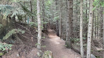A forested trail with tall trees and a dirt path.