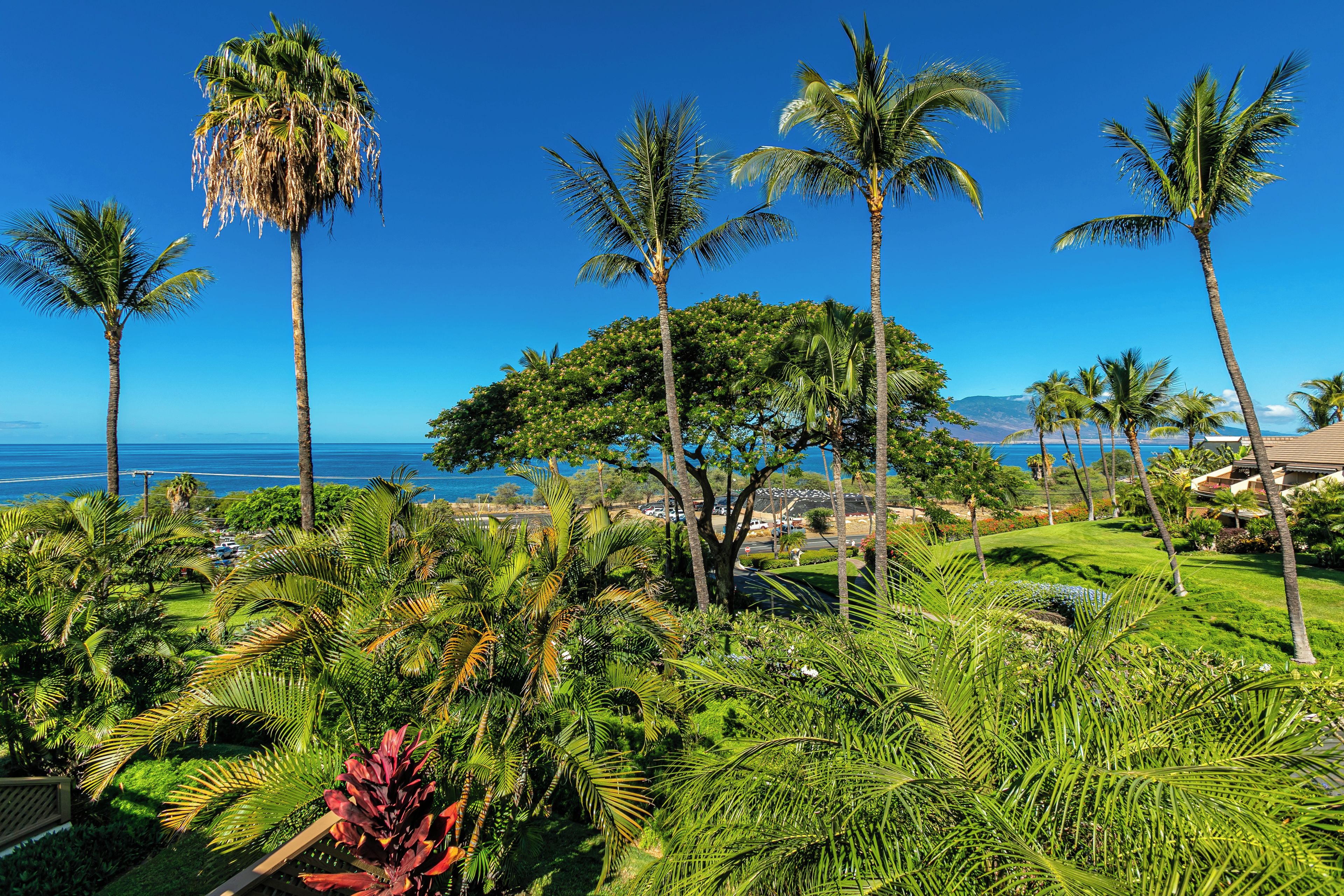 A lush garden with palm trees and a view of the ocean.