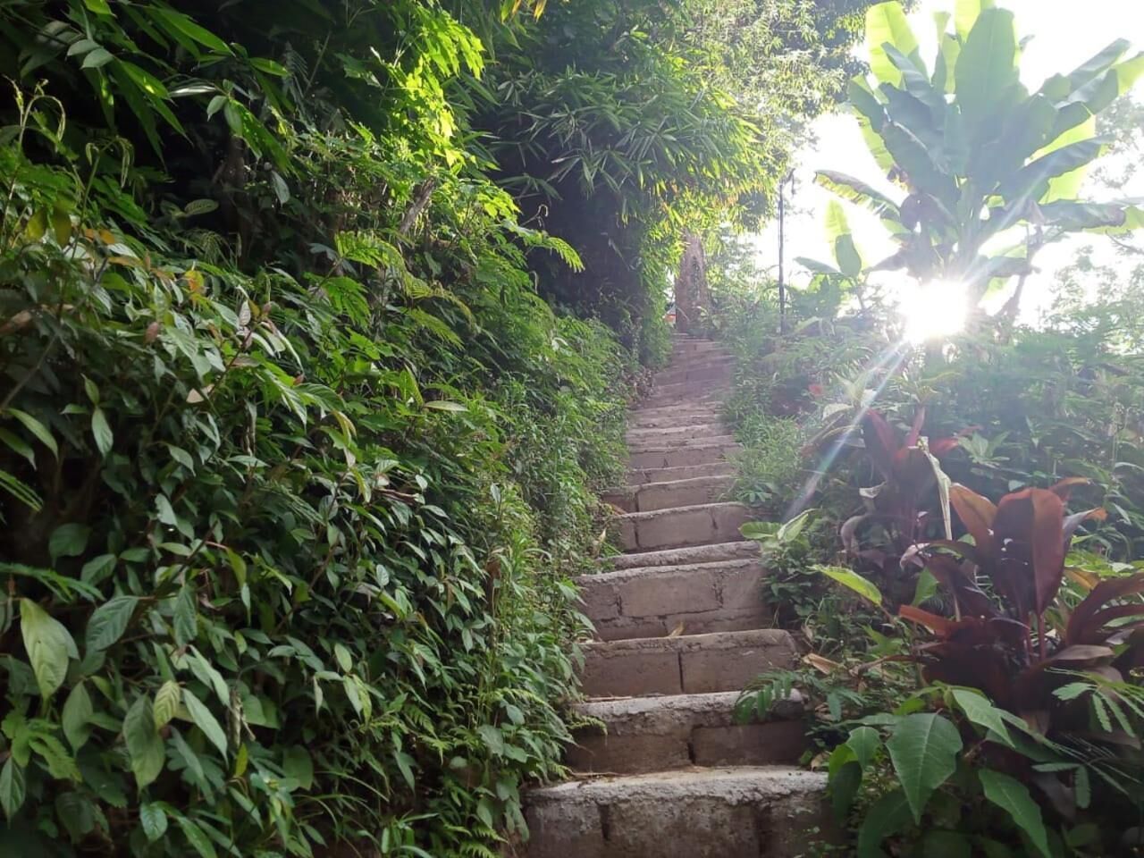 Uma escadaria de pedra cercada por vegetação exuberante, subindo.