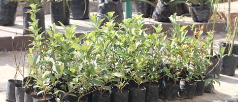 A row of potted plants in black containers, arranged on a concrete surface.