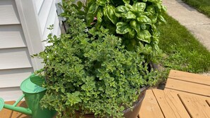 A wooden deck with a large potted plant and a green watering can. - Nestled in the Beekman Art District (Saratoga Springs)