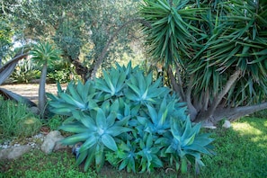 Jardín