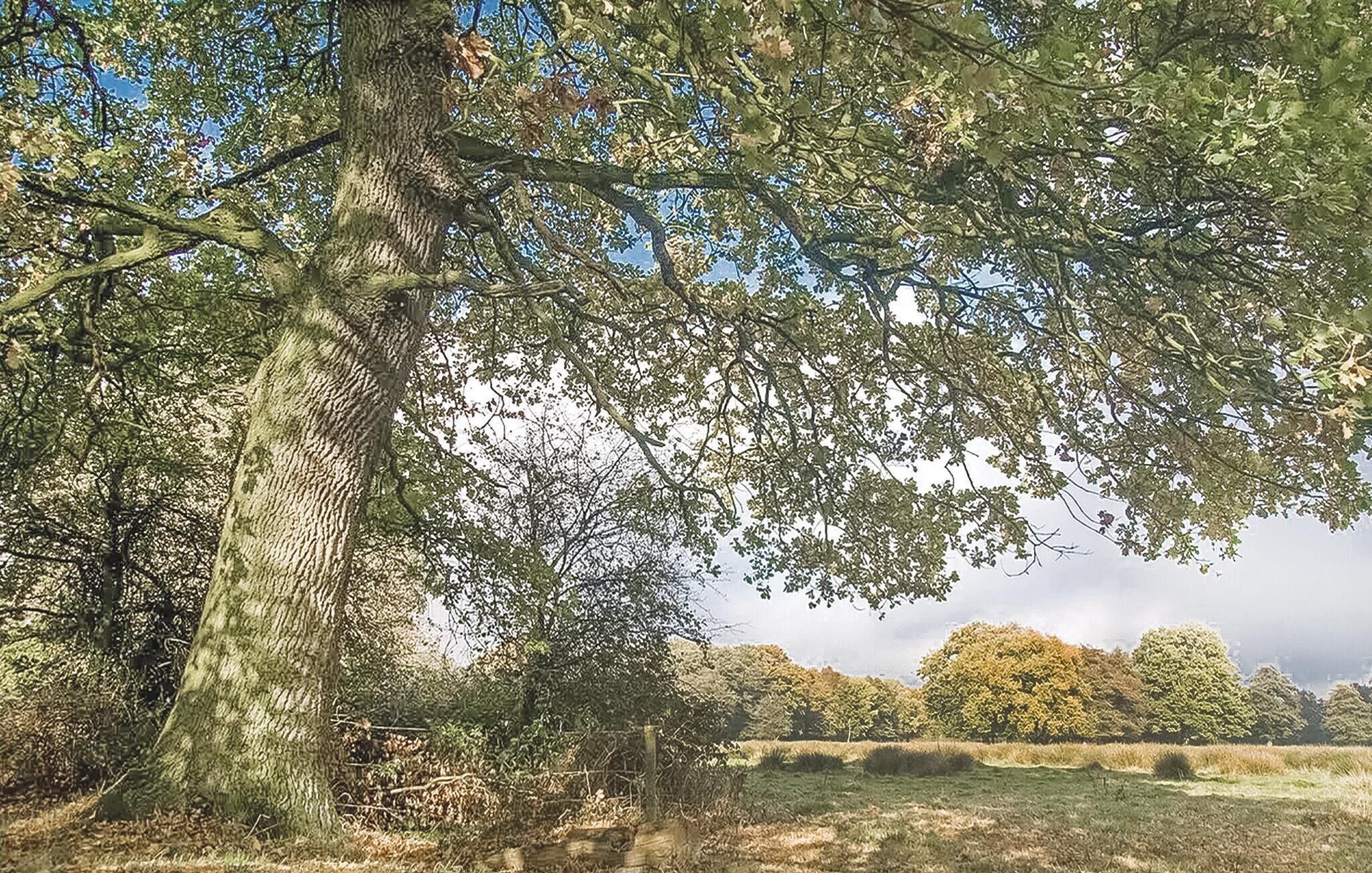 A large tree with a thick trunk and dense foliage in a natural setting.