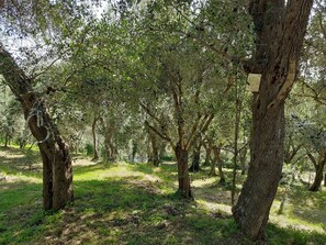 Surrounded by a lush olive grove, this serene natural reserve offers a peaceful atmosphere.