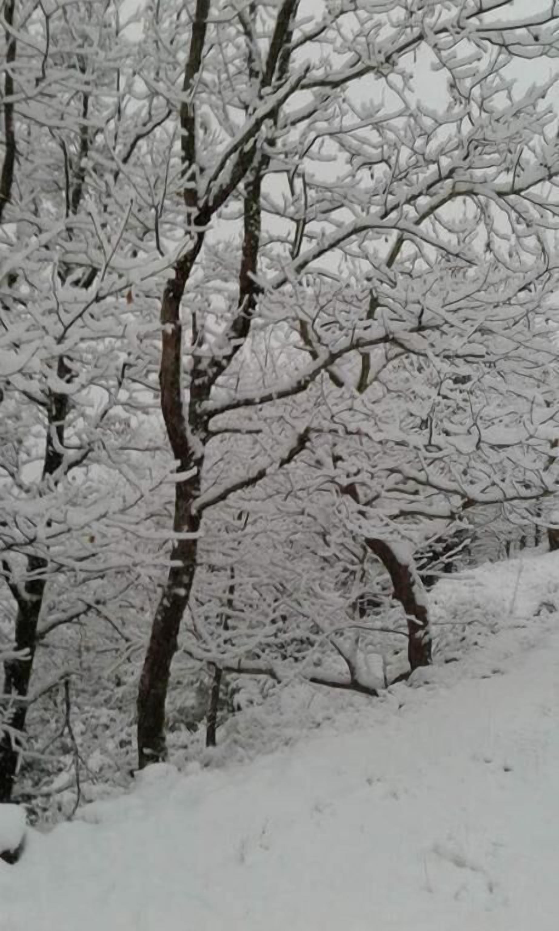 Un paisaje nevado con árboles desnudos y suelo cubierto de nieve.
