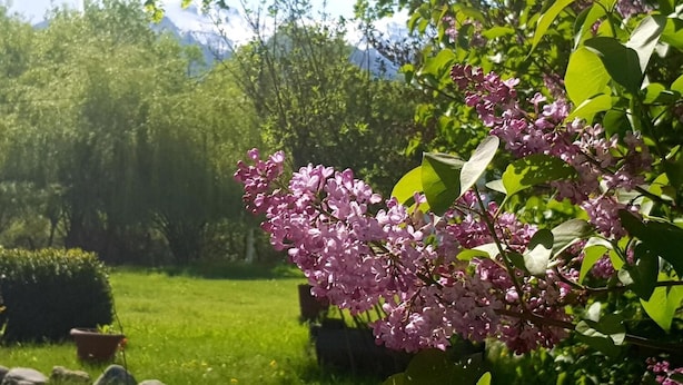 A garden with blooming lilac bushes and a well-maintained lawn. - Briza de Munte (Bran)