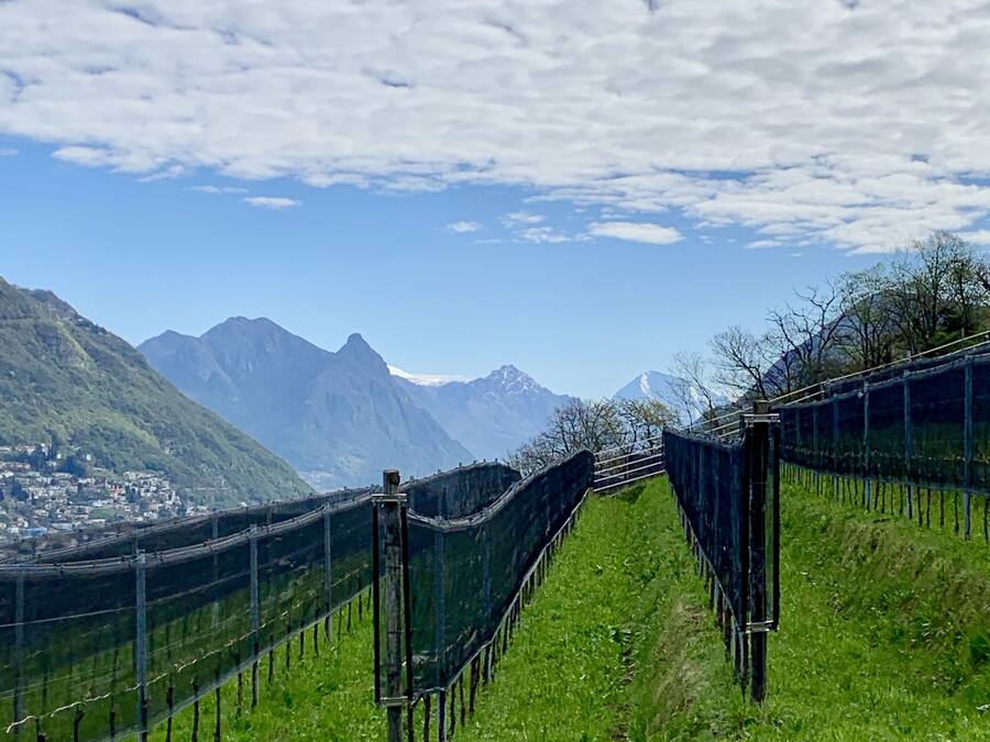 Vinhedo com fileiras de videiras e montanhas ao fundo.