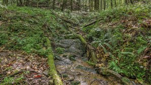 Ein bewachsenes Waldlaufwasser mit Moos und Farne.