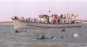 A boat named 'COSTA AZUL' with passengers and dolphins in the water.