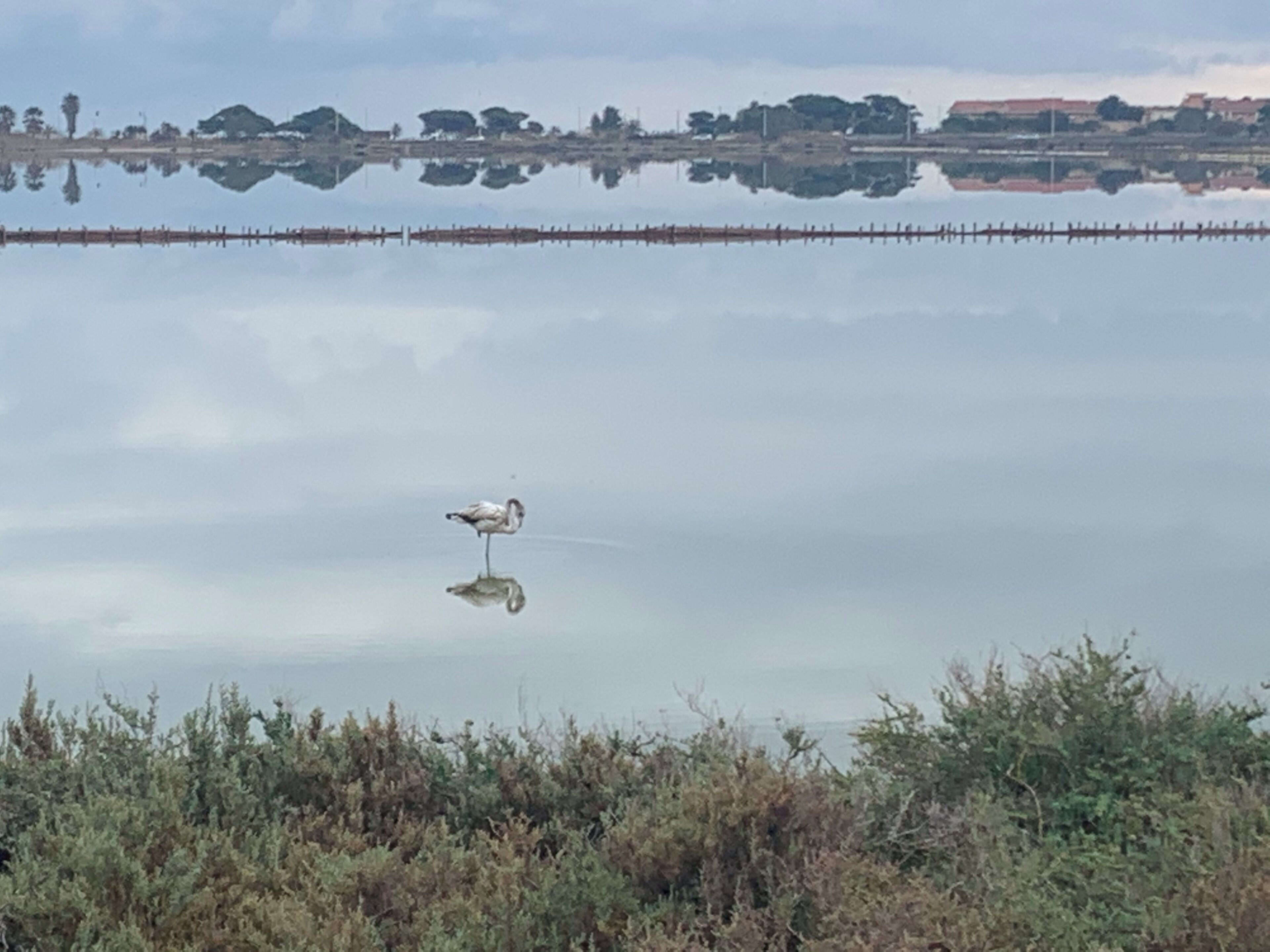 A calm body of water with a bird standing in the middle, surrounded by vegetation and a distant shoreline with buildings.