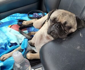 السماح باصطحاب الحيوانات الأليفة