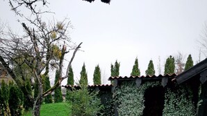 A garden with a gravel path, green grass, and a building partially covered with ivy. - Large vacation guest apartment Münsing near Lake Starnberg and the Alps 125m² ground floor + first floor (Münsing)