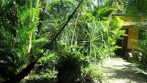 Unclassified image, 3 of 21, button - Caribbean Coconut (Cahuita)
