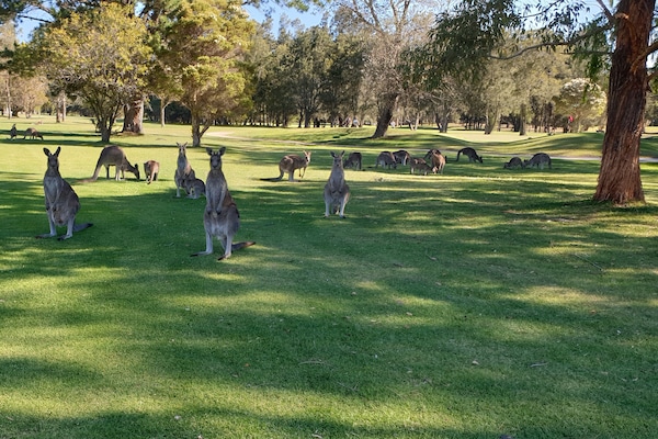 KANGAROOS ON GOLF COURSE