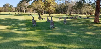 KANGAROOS ON GOLF COURSE
