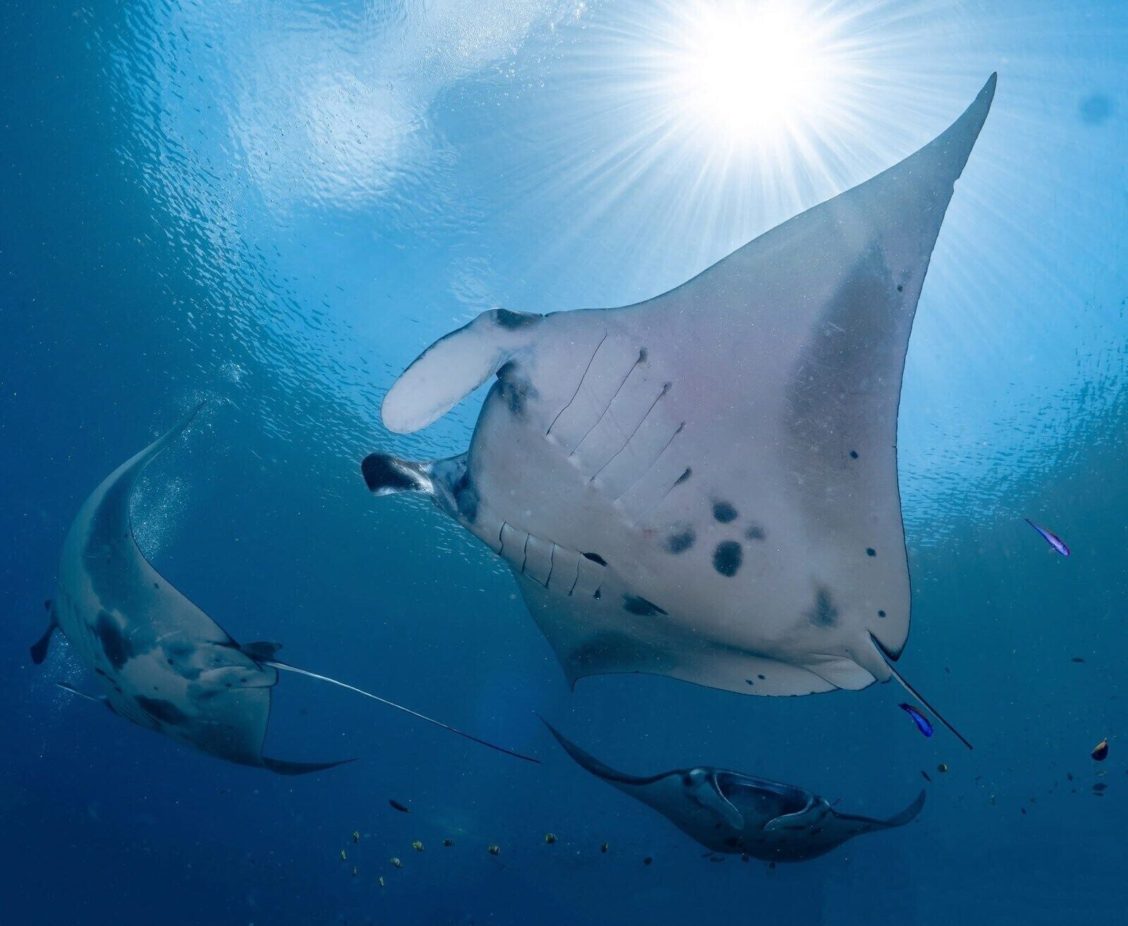 A manta ray swimming in clear blue water with sunlight filtering through.