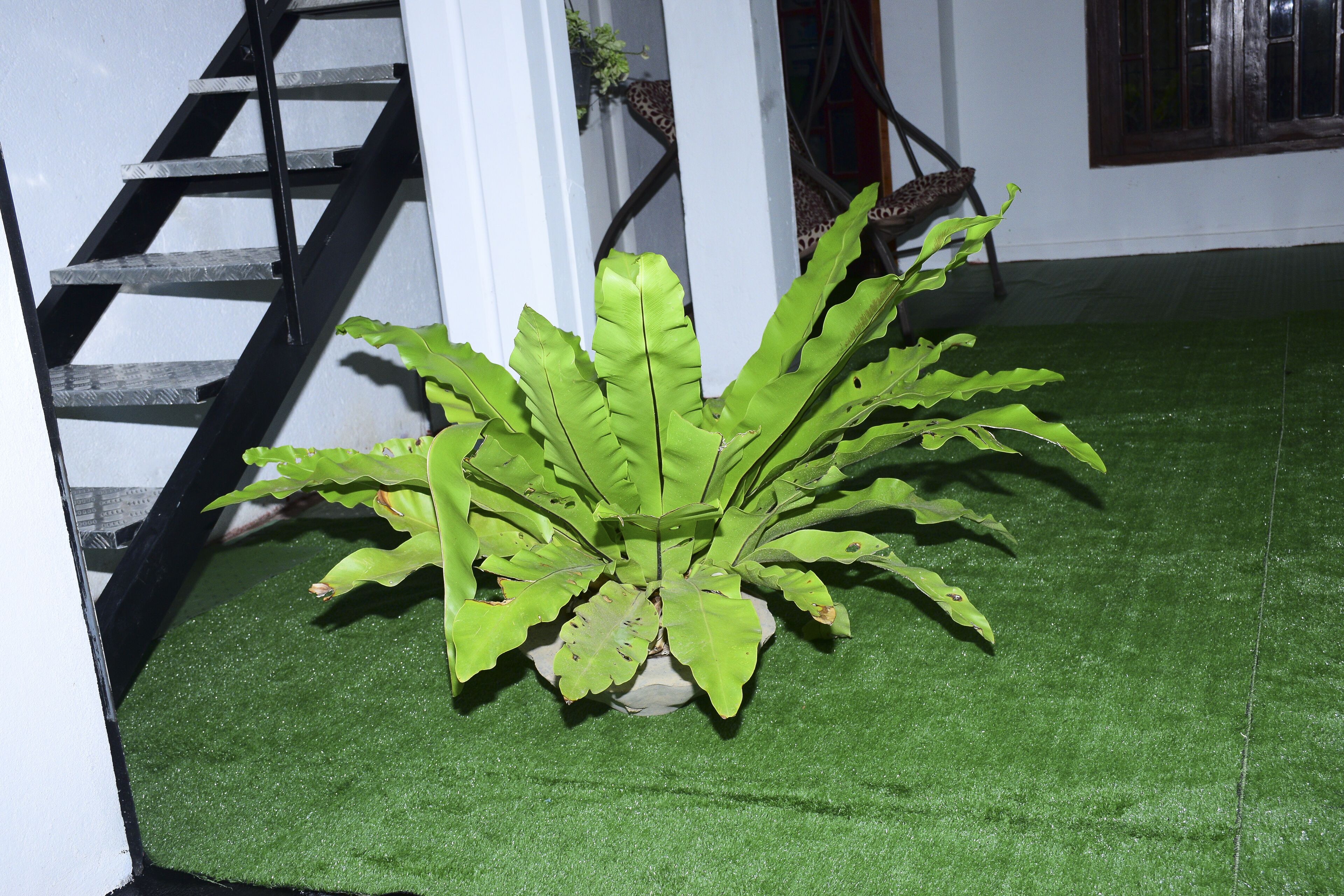 A staircase with a black railing, a potted plant with broad green leaves, and a window with a wooden frame.