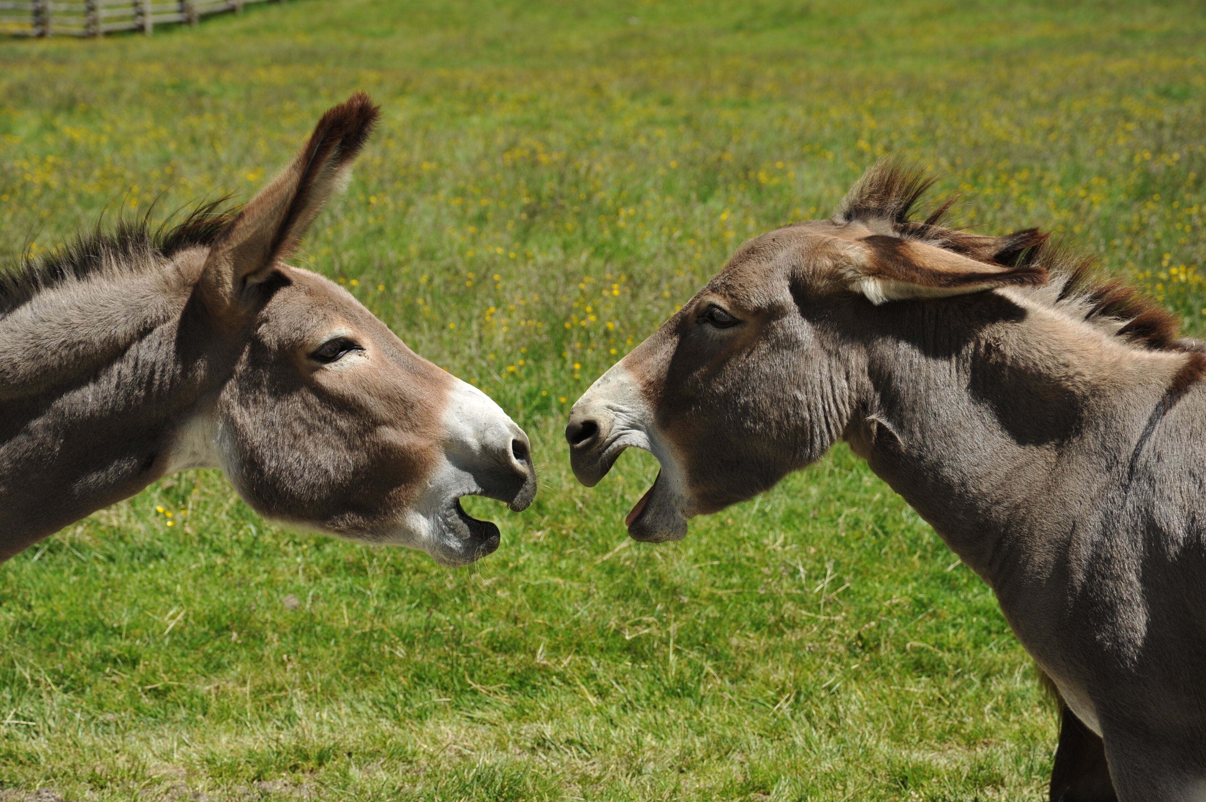 Two donkeys facing each other in a grassy field.