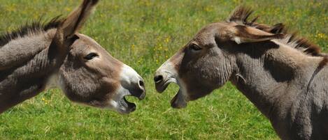 Two donkeys facing each other in a grassy field.