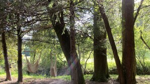 A forested area with a hammock hanging between trees. - Chickadees Cottage and Pottery - centrally located, private comfortable cottage. (Arden)
