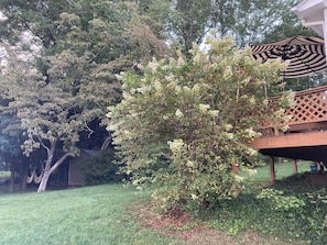 Property grounds - Chickadees Cottage and Pottery - centrally located, private comfortable cottage. (Arden)