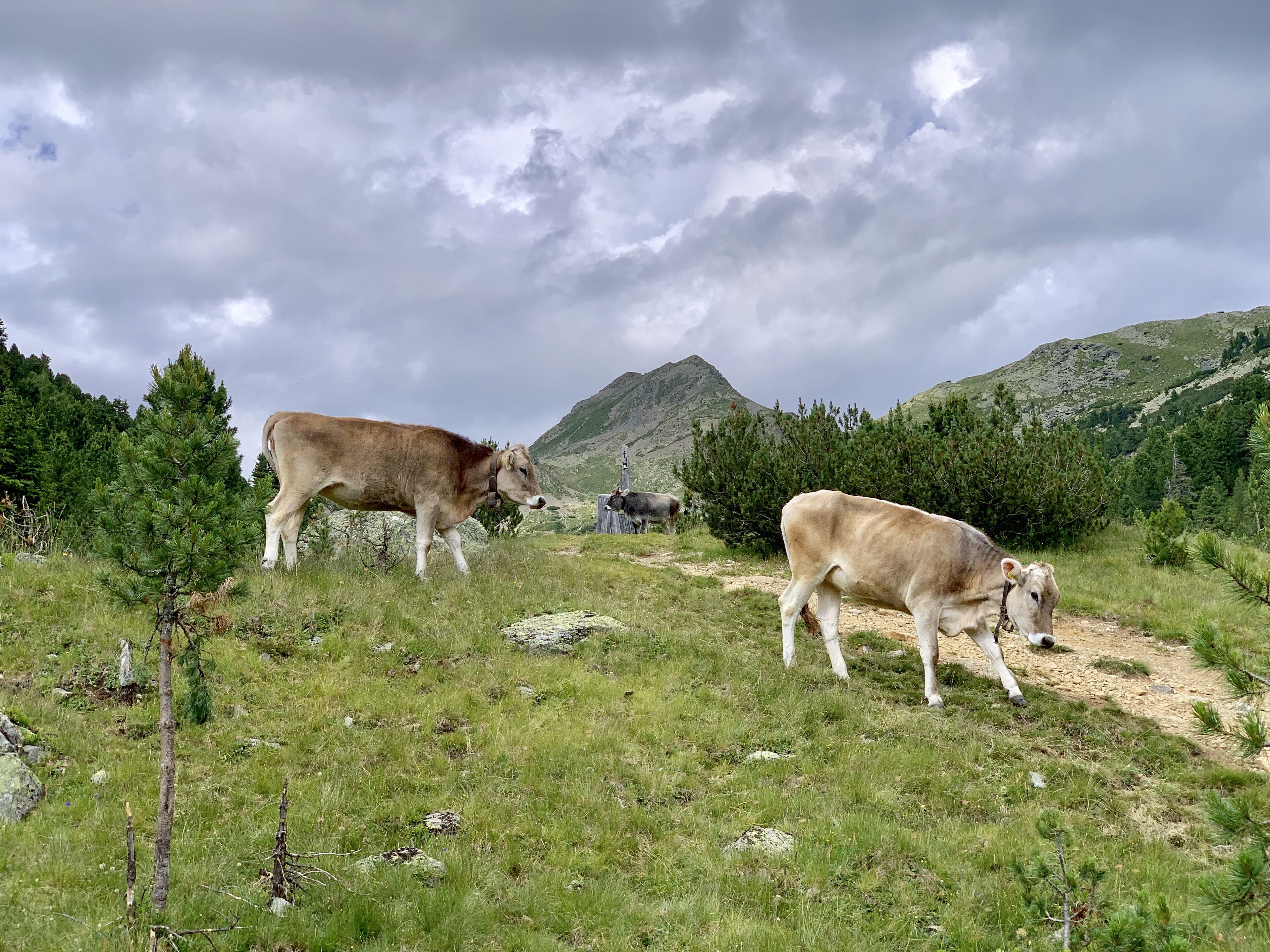 Un paisaje montañoso con dos vacas pastando.