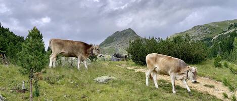 Un paisaje montañoso con dos vacas pastando.