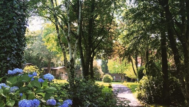 A pathway through a lush garden with dense foliage and a house in the background.