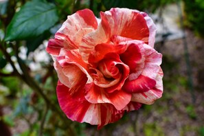 Luxury-Zimmer, 1 King-Bett, eigenes Bad, Parkblick | Ausblick vom Zimmer