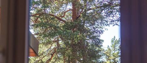 Vista desde una ventana de un árbol alto con una estructura metálica en el fondo.