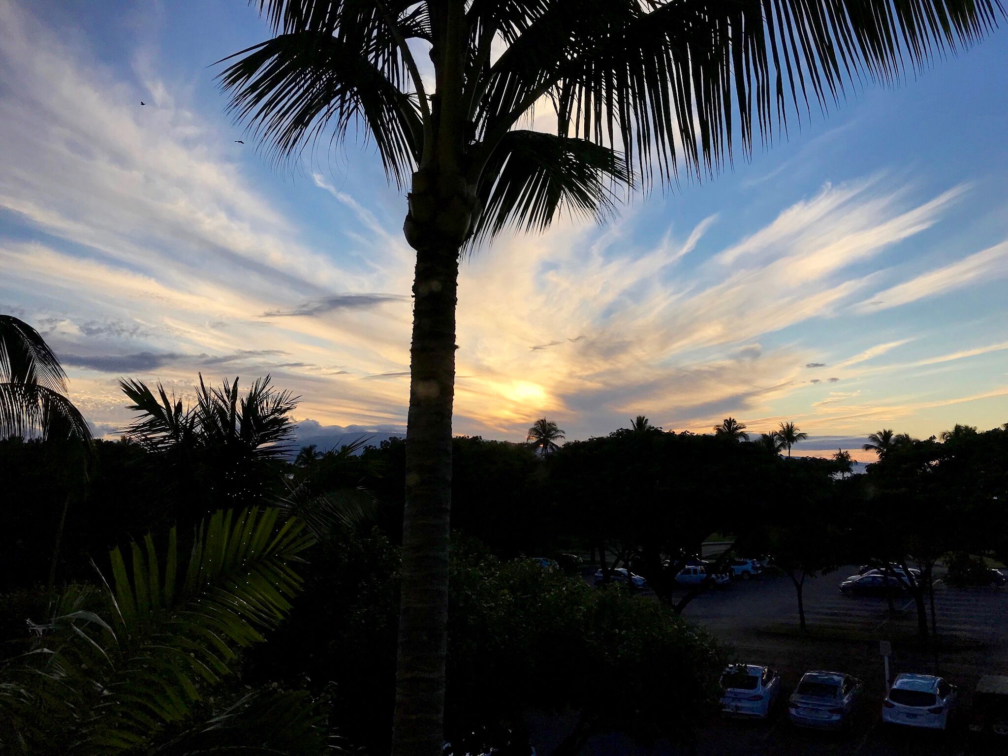 A sunset with palm trees silhouetted against the sky.