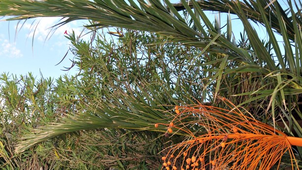 Una scala circondata da piante varie e un grappolo d'arance appese.