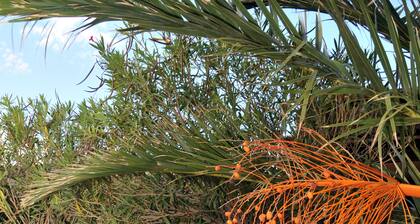 Dammuso Belvedere Pantelleria