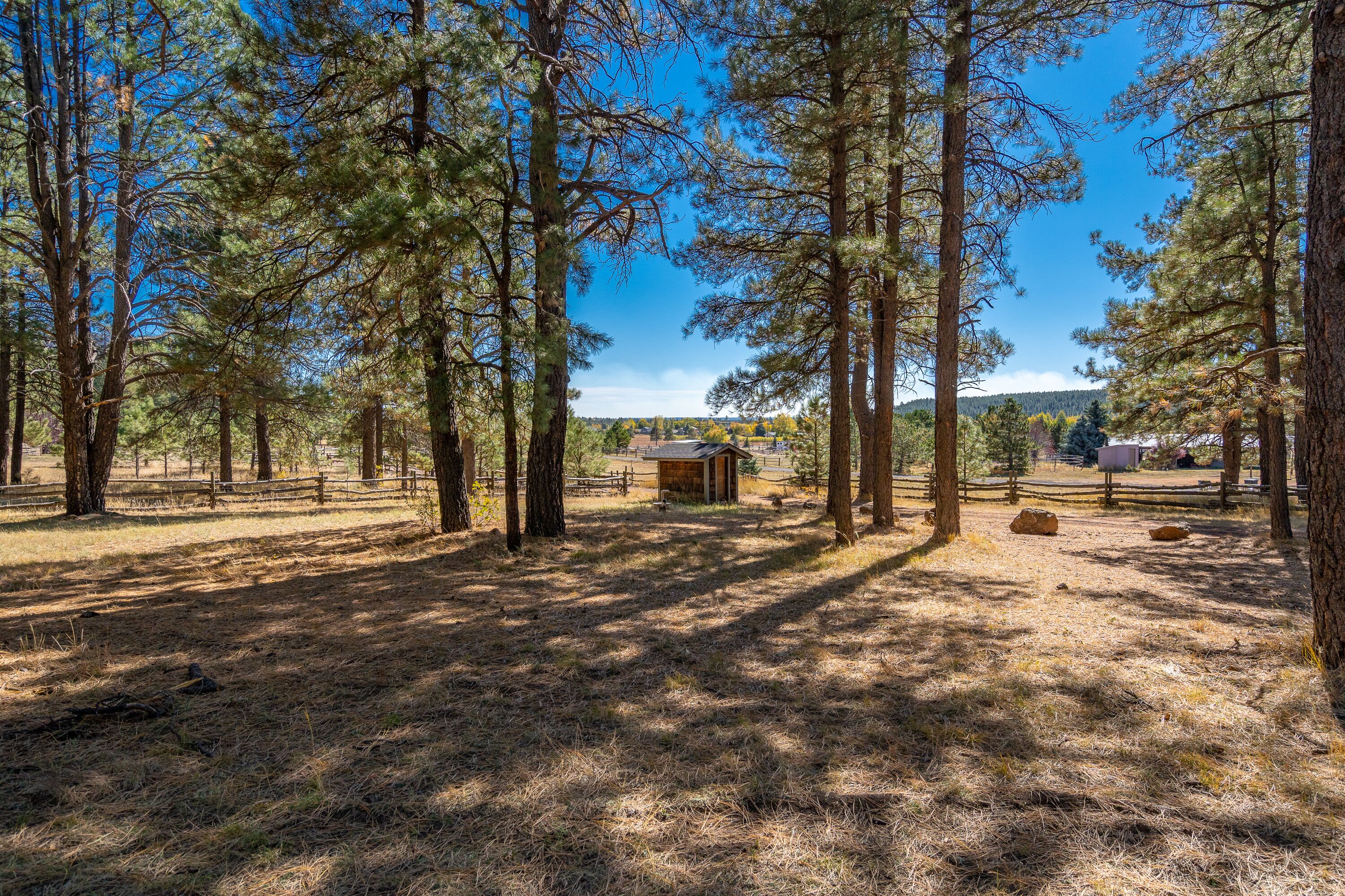 A forested area with tall pine trees, a small wooden structure, and a clear blue sky.