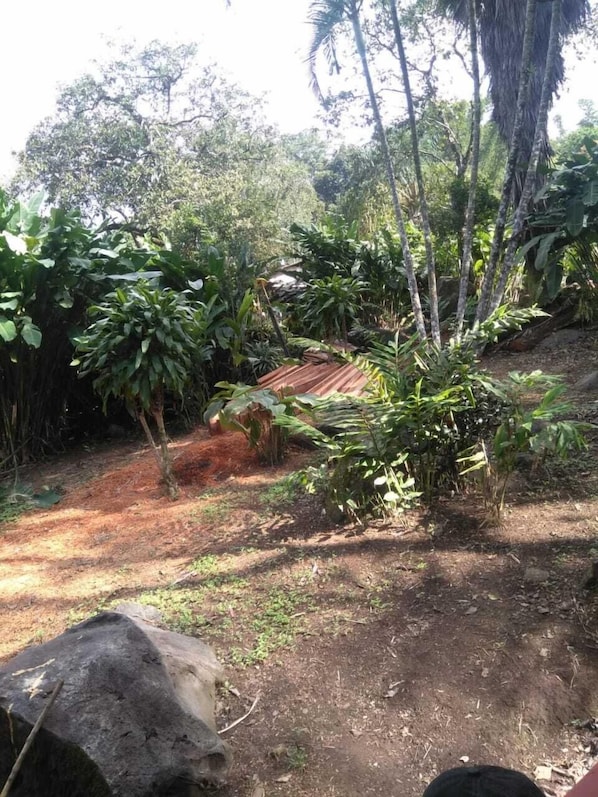 Vườn