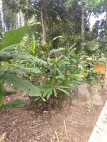 Casa | Vistas al jardín