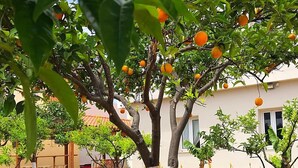 Property grounds - Maria Hotel (Agios Nikolaos)